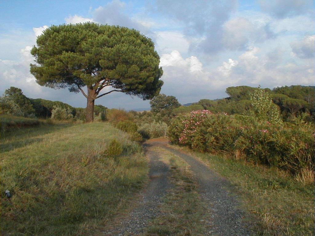 Agriturismo Le Serre Riparbella Exteriör bild